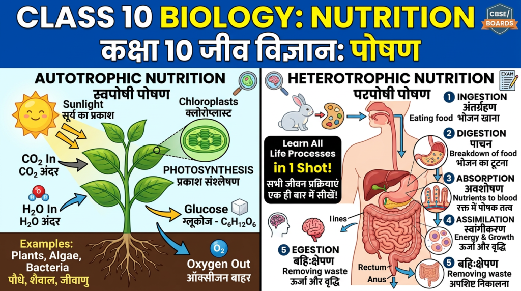 Diagram showing autotrophic nutrition with photosynthesis in plants and heterotrophic nutrition with human digestion steps